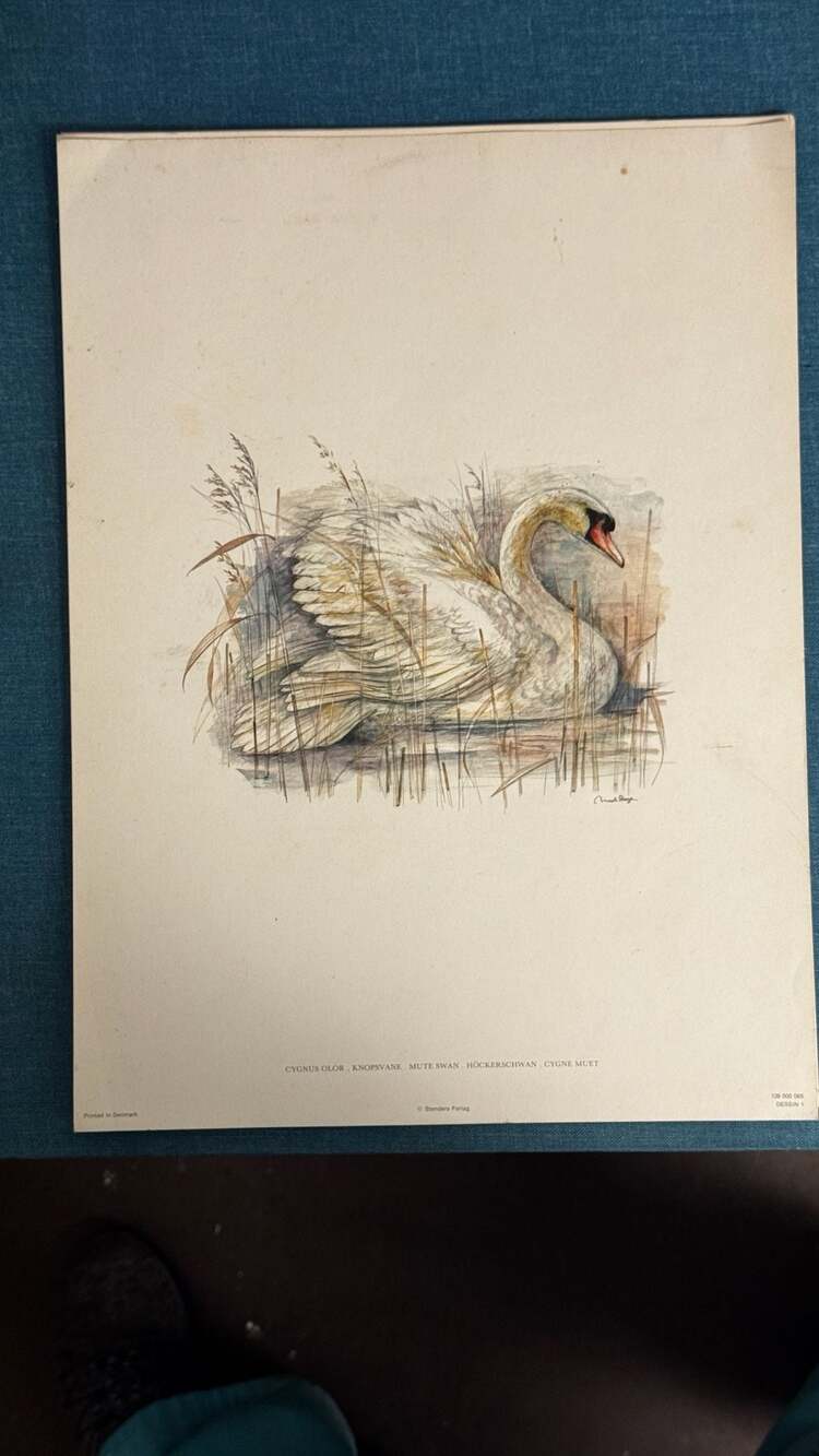 Mute Swan By Mads Stage Vintage Print Artwork Wall Decor 15”.x 11”